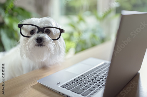 Fotografía Dog using laptop computer