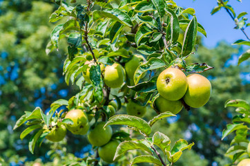 Poster - green apples on a hanging branch against the background of a blue sky