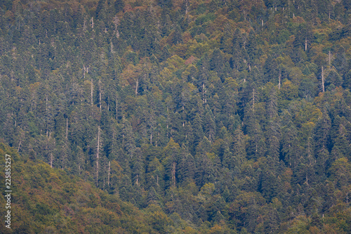 Fotografia, Obraz Colorful endless forest on mountainside in the eary autumn