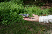 Chickadee Bird Checking Out Woman To See If It's Safe To Eat Out Of Her Hand.  View From The Side.