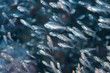 Macro of a juvenile school of transparent fishes spotted in Similan island dive site, Thailand