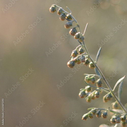 Stampa su Tela Wormwood. Flowering absinthium. Medicinal plant. Background blur.