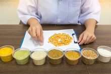 Researchers Are Analyzing The Quality Of Agricultural Raw Materials. Researchers Are Sorting Corn To Control The Quality Of Raw Materials.Quality Control Process.