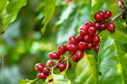 Fotomural Red Cherry coffee beans on the branch of coffee plant before harvesting
