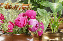 Pink Roses In Old Copper Brass Kettle And Green Plants