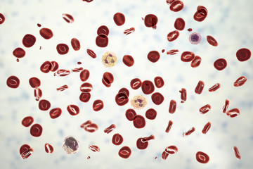 Wall Mural - Normal blood smear, 3D illustration showing red blood cells, platelets and different types of leukocytes