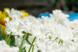 © Bill - Bed of white flowers with blurry background