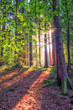 
Deep forest with soft sun rays. Vertical image of green forest with soft sun rays through the trees during a late in summer day. Germany, Europe