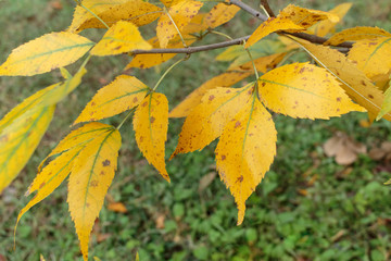 Wall Mural - Early autumn leaves, tree leaves that begin to turn yellow