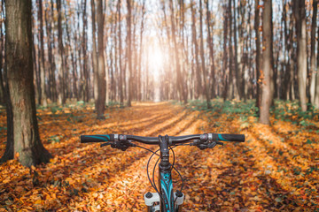 Wall Mural - Mountain biking down hill descending fast on bicycle. View from bikers eyes.