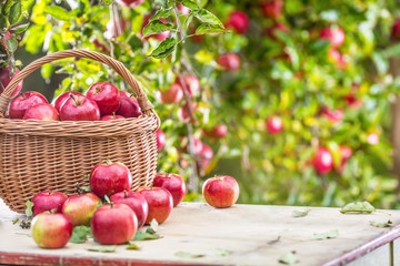 Wall Mural - Fresh ripe red apples in wooden basket on garden table