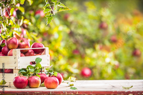 Fotografía Fresh ripe red apples in wooden crate on garden table