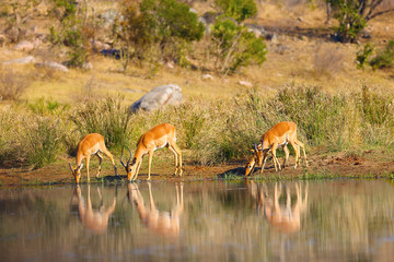 Wall Mural - The impala (Aepyceros melampus), adult antelopes. A small herd of antelope impalas drinks from a waterhole, they are careful, they are afraid of crocodiles.