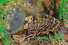 Tree Mushrooms In The Reserve. Mushrooms After Rain On A Felled Tree. Mycelium On Stump