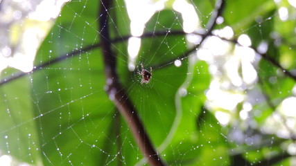 SPIDER