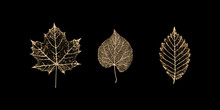 Set Of Gold Skeleton Leaves On Black Background