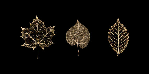 set of gold skeleton leaves on black background