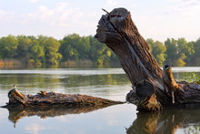 Evening Summer Landscape Of The Danube River. Big Driftwood (snag) In The Water. Dry Fallen Tree In The River