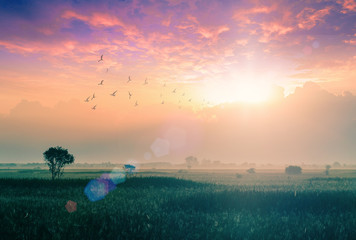 Wall Mural - world environment day concept: dramatic valley sky autumn sunset mountain background