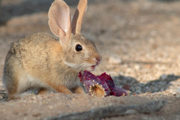 Wall Mural - Baby desert cottontail rabbit eating a red prickly pear cactus fruit on the sand. Tucson, Arizona. Summer of 2018.