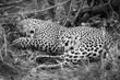 monochrome image of a wild male leopard sleeping in the Greater Kruger National Park