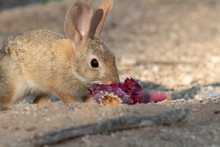 Baby Desert Cottontail Rabbit Eating A Red Prickly Pear Cactus Fruit On The Sand. Tucson, Arizona. Summer Of 2018.