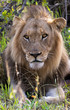 Portrait image of a wild male lion in the Greater Kruger National Park
