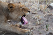 Lioness yawning exposing tongue and teeth - Image captured in the Greater Kruger National Park