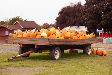 giant wagon of pumpkins