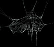 Real frost covered spider web isolated on black
