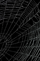 Wall Mural - real frost covered spider web isolated on black