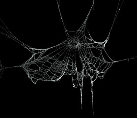 real frost covered spider web isolated on black