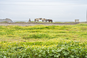 A man waiting on the beach while his horsing graze the grass on the field at Cobquecura coastline in Chile, an amazing rural life in the countryside