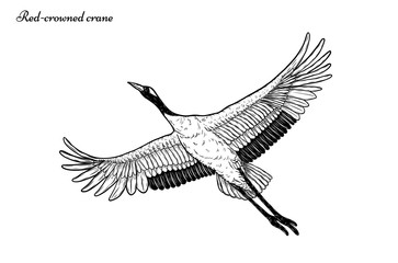 Wall Mural - Red-crowned crane vector flying  by hand drawing.Beautiful bird on white background.Grus japonensis art highly detailed in line art style.Chinese bird for tattoo or wallpaper.