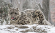 Snow Leopard Licking Muzzle And Relaxing in Snow