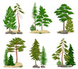 Realistic Pine Forest Elements Set