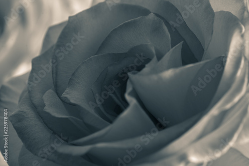 Rose Fleur En Noir Et Blanc Sur Fonds Blanc En Gros Plan