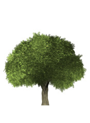 Poster - green tree isolated on white background