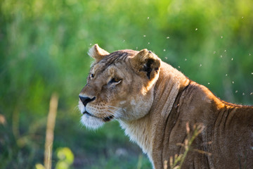 Lioness in the Serengeti National Park, Tanzania