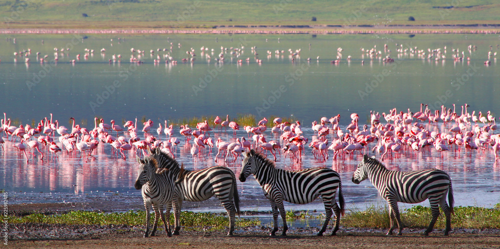 Zebras and wildebeests in the Ngorongoro Crater, Tanzania - obrazy, fototapety, plakaty 