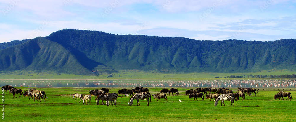 Wildebeests in the Ngorongoro Crater, Tanzania - obrazy, fototapety, plakaty 