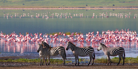zebras and wildebeests in the ngorongoro crater, tanzania