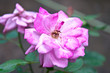 Closeup Rose flower, It's a flower of Love