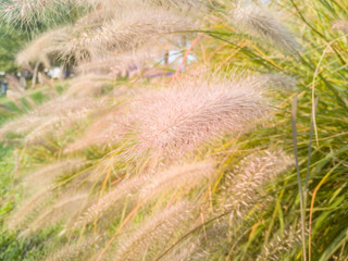 miscanthus background in warm colours