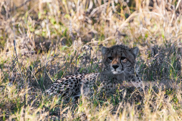 Cheetah (Acinonyx jubatus soemmeringii) in the Okavango-delta in Botswana