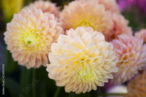 ダリア 白とピンクと黄色のグラデーション Stock Photo Adobe Stock ダリア 白とピンクと黄色のグラデーション Stock Photo Adobe Stock