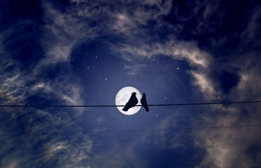 Wall Mural - Romantic plot, Loving pigeons on a full moon background
