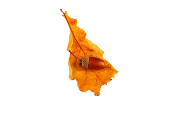 The acorn lies on a dry oak leaf on a white background. Isolate