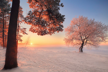 winter landscape