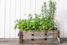 Fresh Green Garden Herbs On Wooden Background.
